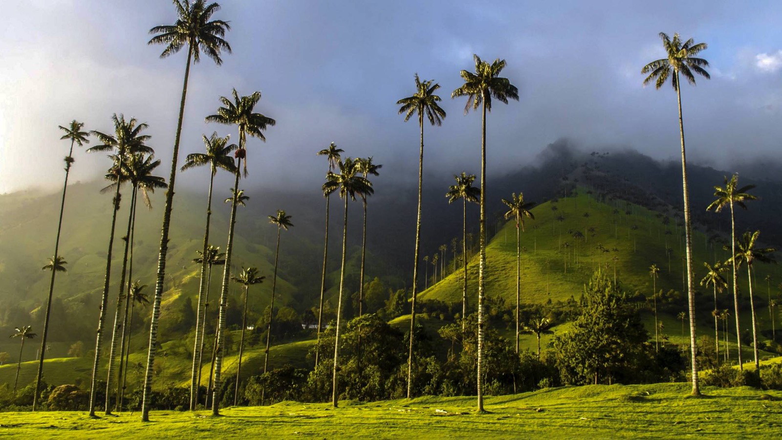 tolostuor agencia de vioajes en ibague totumo chiva y alquiler de finca